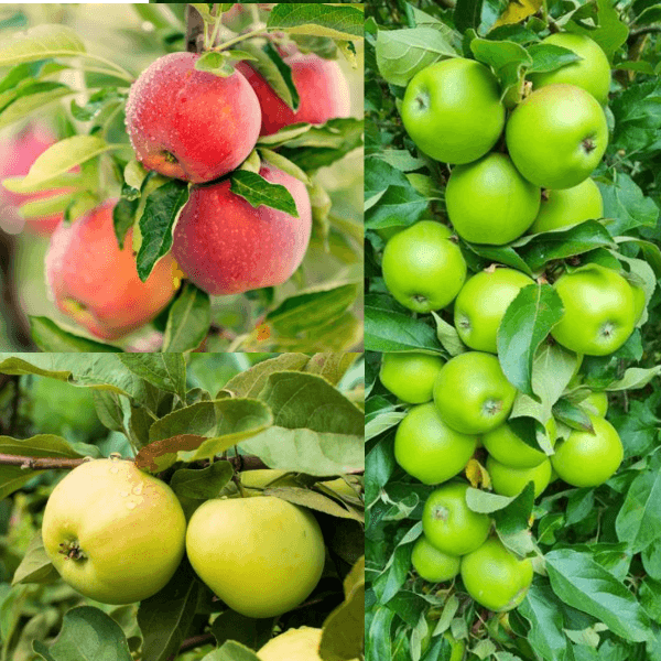 Familjeträd äpple Zon 5-6 (Malus domestica),  inkl. uppbindnings kit
