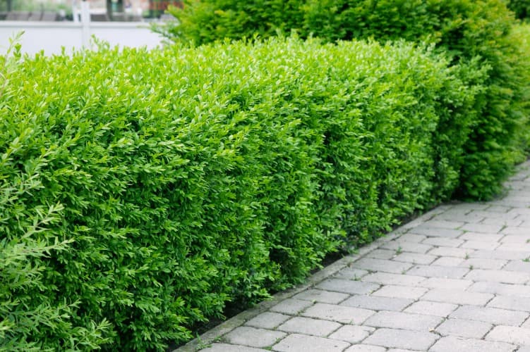 Barrotad vintergrön liguster 'Liga' 50-80cm 6-10 grenar