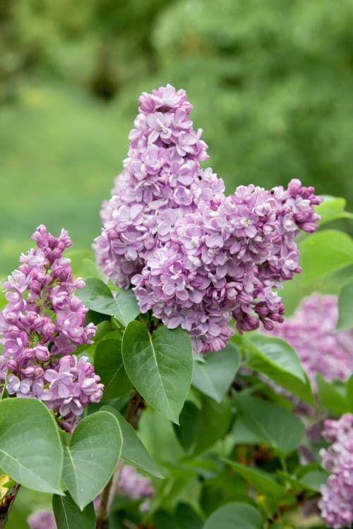 Syrenhäck krukodlad 100-pack