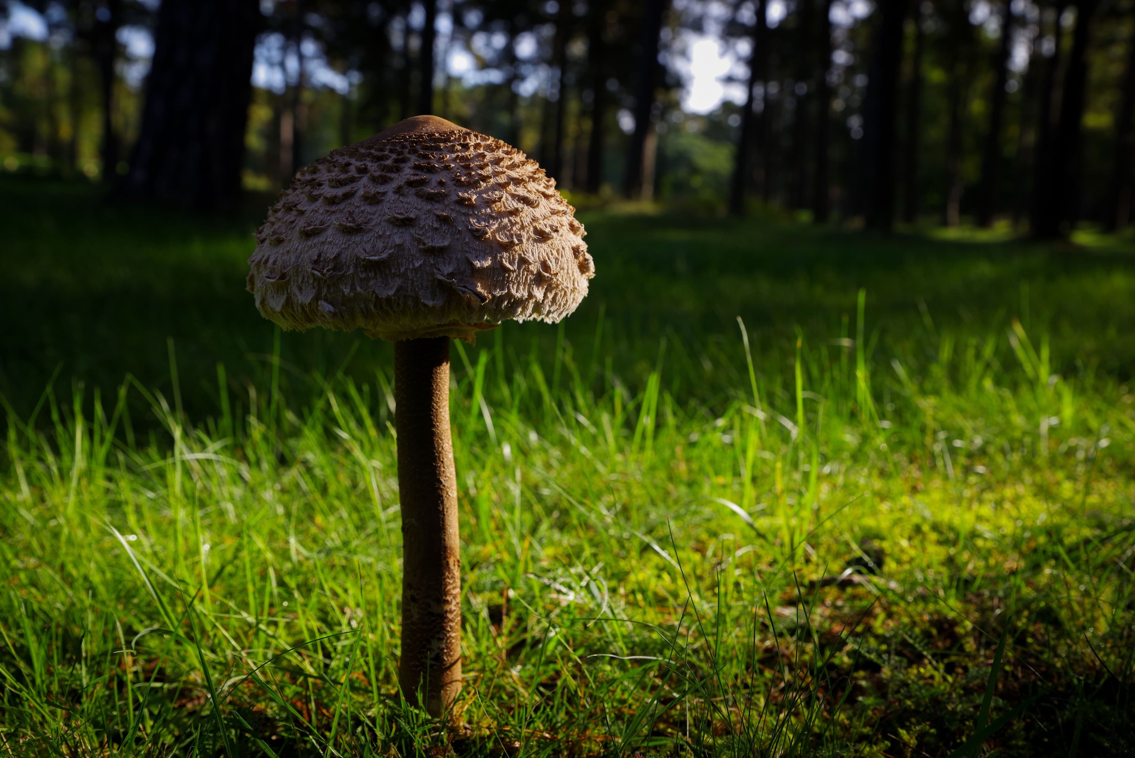 Hitta goda matsvampar - grundkurs - bild 8