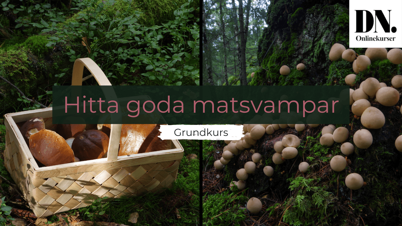 Hitta goda matsvampar - grundkurs - bild 3