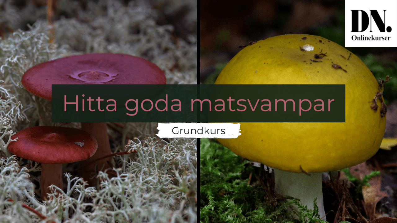 Hitta goda matsvampar - grundkurs - bild 2