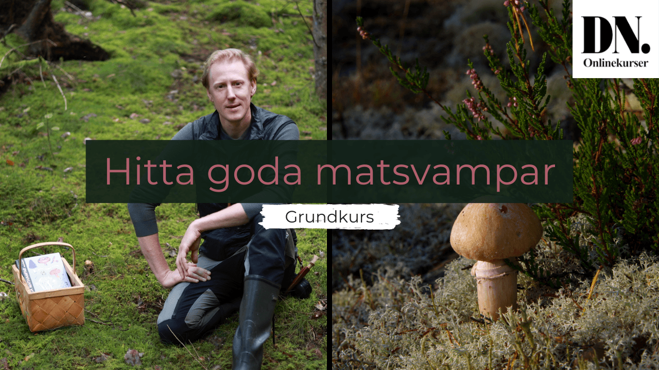 Hitta goda matsvampar - grundkurs - bild 4