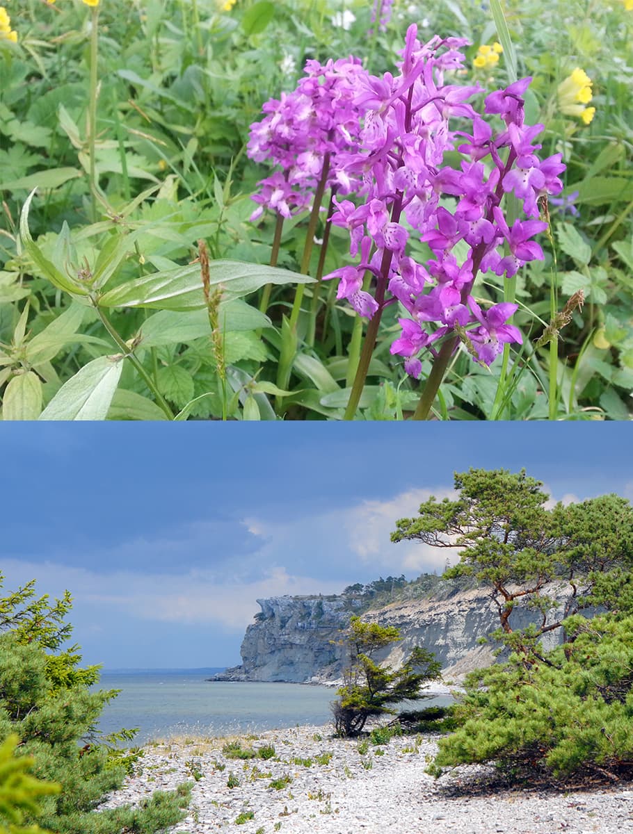 Naturresa till Gotland & Stora Karlsö - bild 2