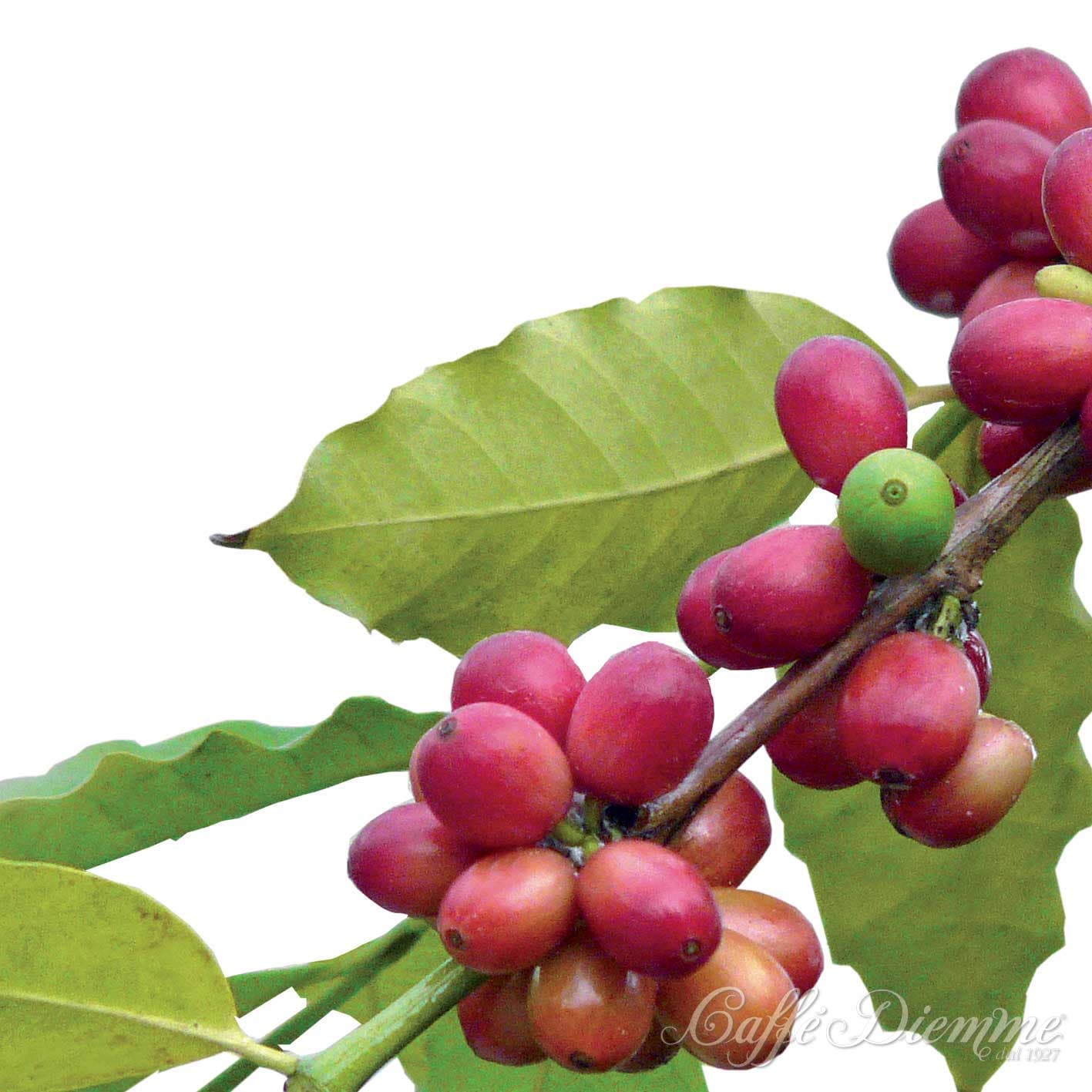 Ekologiska kaffebönor lilla prova-på-lådan - bild 3