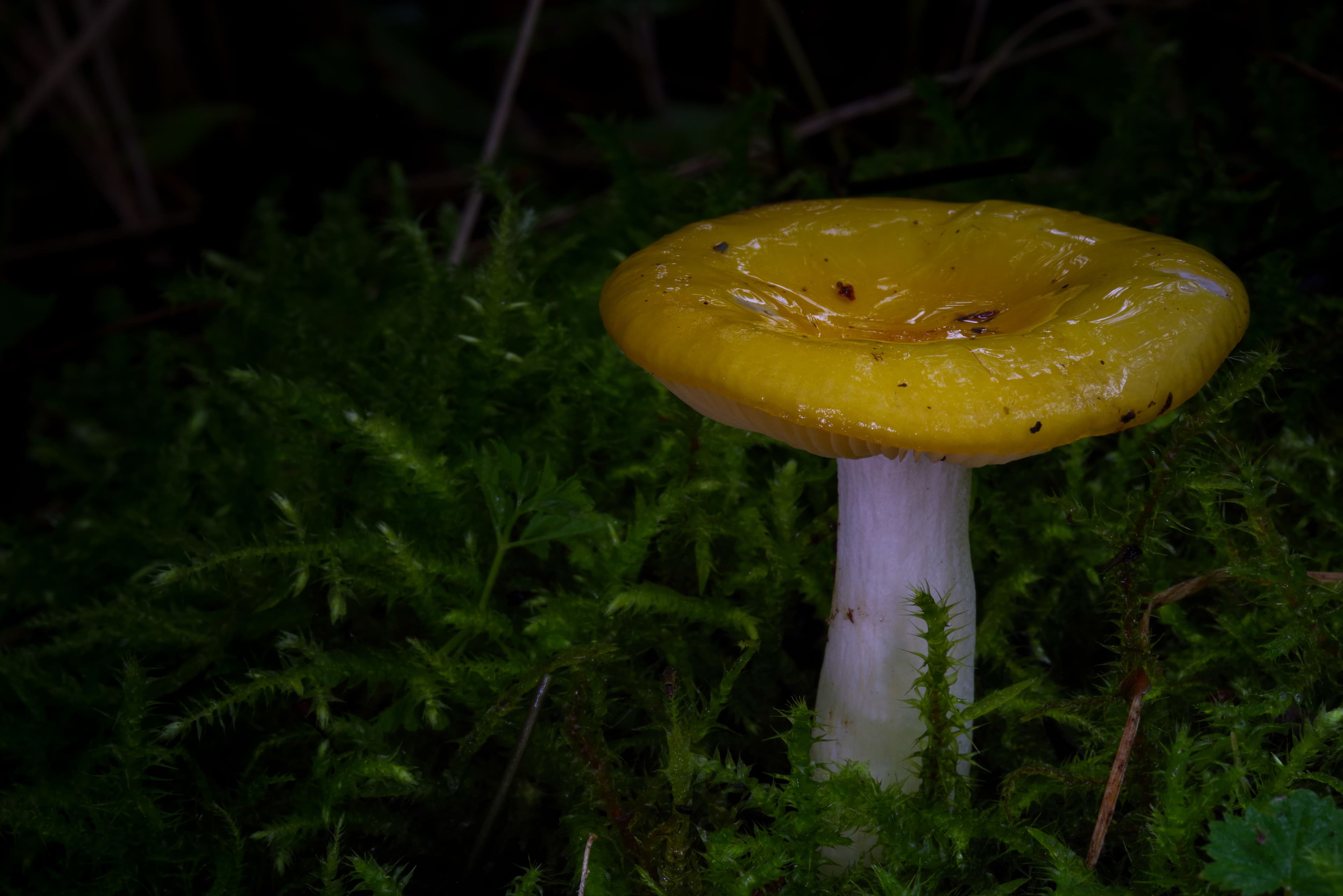 Hitta goda matsvampar - grundkurs - bild 5